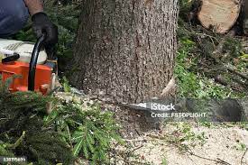 Best Tree Trimming and Pruning  in Five Corners, WA