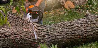 Best Hedge Trimming  in Five Corners, WA