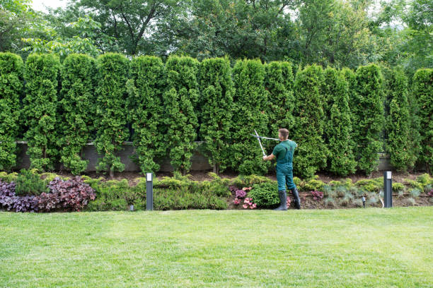 Professional Tree Services in Five Corners, WA