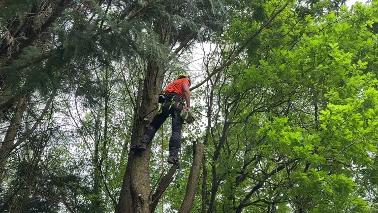 Best Seasonal Cleanup (Spring/Fall)  in Five Corners, WA