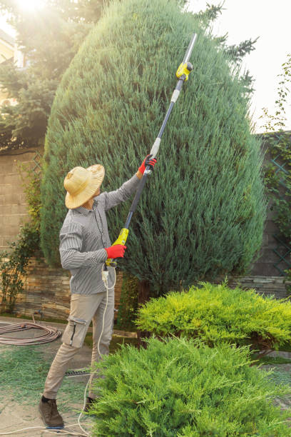 How Our Tree Care Process Works  in  Five Corners, WA