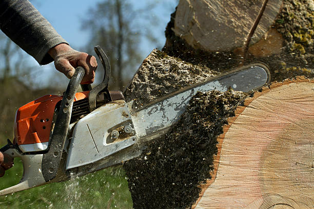 Lawn Grading and Leveling