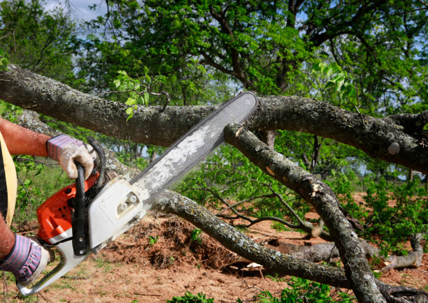 Best Arborist Consultation Services  in Five Corners, WA